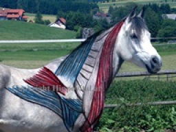 Webinar: Die Muskulatur des Pferdes II - Bewegungsabläufe der Vorhand verstehen