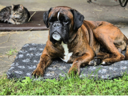 Webinar: Pankreatitis bei Hund und Katze