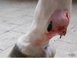 Webinar: Blutegeltherapie beim Tier
