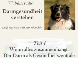 Wenn alles zusammenhängt: Der Darm als Gesundheitszentrale