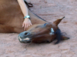 Webinar: Probleme mit Pferden: Erkennen-Lösen und Vermeiden
