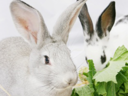 Webinar: Die Verdauung und deren Erkrankung beim Kaninchen (2-teiliges Webinar)