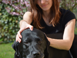 Webinar: Akupressur für Hunde - Einführung - Vorschau