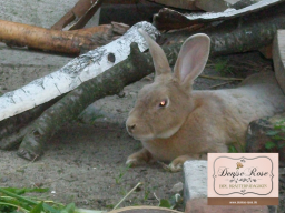 Webinar: Kaninchen & Meerschweinchen: Die Atemwege natürlich unterstützen