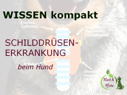 Webinar: Schilddrüsenunterfunktion beim Hund - Teil 1