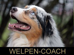 Webinar: Hunde und ihr Individualsabstand