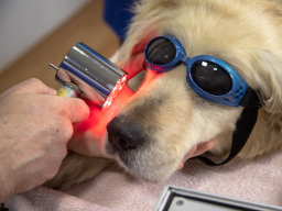 Webinar: Kontrollierte Laserakupunktur für Tiere
