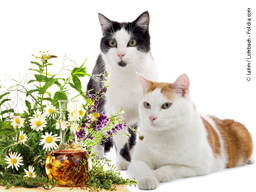 Webinar: Lavendel für die Katzenwellness