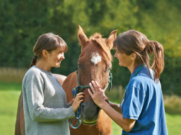 Webinar: Arthrose beim Pferd
