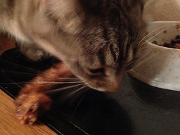 Webinar: Katzen Barfen - Rohfütterung von Katzen im Alltag