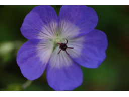 Webinar: Blaue Blumen