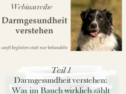 Darmgesundheit verstehen: Was im Bauch wirklich zählt