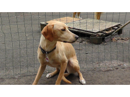 Webinar: Training mit ängstlichen Hunden