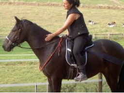 Webinar: Junge Pferde vertrauensvoll ausbilden