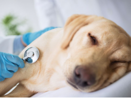Webinar: Niereninsuffizienz beim Hund