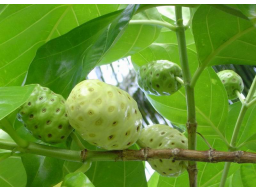 Webinar: morinda citrifolia - Die Königin der Früchte - Altes Wissen, neue Erkenntnisse