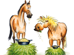 Webinar: Wenn es mal wieder läuft - Kotwasser bei Pferden Teil 1