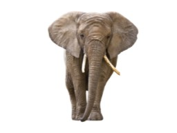 Webinar: Wie viel wiegt ein Elefant?