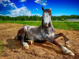 Webinar: Ganzheitliche Schmerztherapie beim Pferd - wenn's knackt und schmerzt!