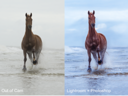 Webinar: Bildbearbeitung für Pferdefotografen - Lightroom & Photoshop