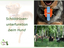 Webinar: Webinarreihe Schilddrüsenunterfunktion beim Hund