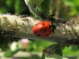 Webinar: Schädlinge im Garten - Lösungen ohne Chemie