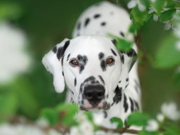 Webinar: Dalmatiner - ganz besondere Hunde