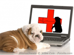 Webinar: Erste Hilfe beim Hund Teil 2