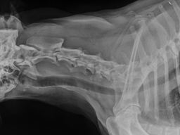 Diagnose Arthrose beim Hund Bewegung, Prophylaxe und Therapie