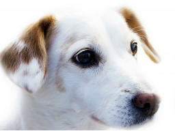 Webinar: Darm Nosoden - Nosoden Therapie für Hunde, Pferde, Katzen. Chronische Krankheiten erfolgreich behandeln