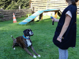 Webinar: Hundetraining: Grundgehorsam effektiv und stressfrei erlernen- Lerntheorie und Clickertraining