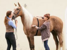 kostenloser Infoabend zur Ausbildung Pferdeernährungsberater kostenloser Infoabend zur Ausbildung Pferdeernährungsberater