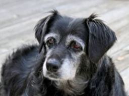 Hundeernährungsberater / Gesundheitsberater*in, Block 10 Pankreas, Diätetik