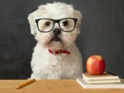 kostenloser Infoabend zur Ausbildung Hundeernährungsberater*in