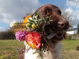 Prüfungsblock Hundeernährungsberater