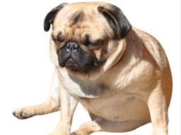 Ausbildung Hundeernährungsberater / Gesundheitsberater, Block 5 Sonderfälle