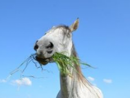 Ausbildung Pferdeernährungsberater/in Block I, Nährstoffe