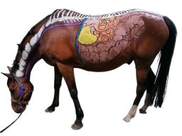 Ausbildung Pferdeernährungsberater/in Block II, Grundlagen