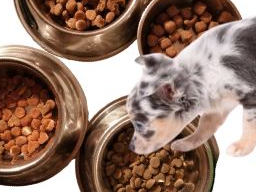 Ausbildung Hundeernährungsberater / Gesundheitsberater, Block 3 Fertigfutter Ausbildung Hundeernährungsberater / Gesundheitsberater, Block 3 Fertigfutter