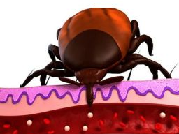 Hundeernährungsberater / Gesundheitsberater*in, Block 13 Vektorenerkankungen Hundeernährungsberater / Gesundheitsberater*in, Block 13 Vektorenerkankungen